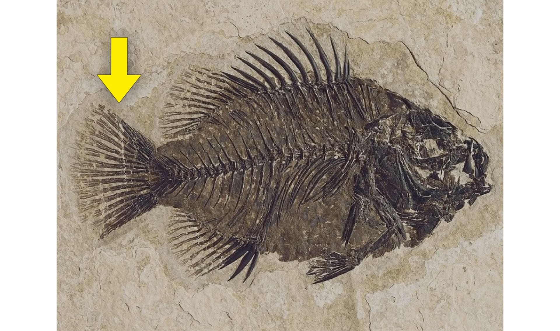 Slide Image